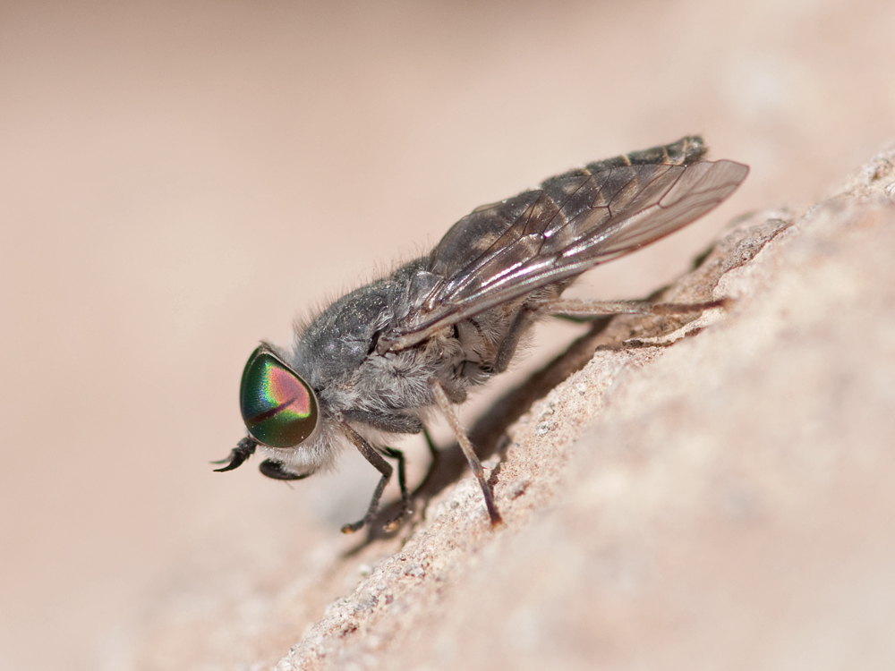 Tabanus unifasciatus
